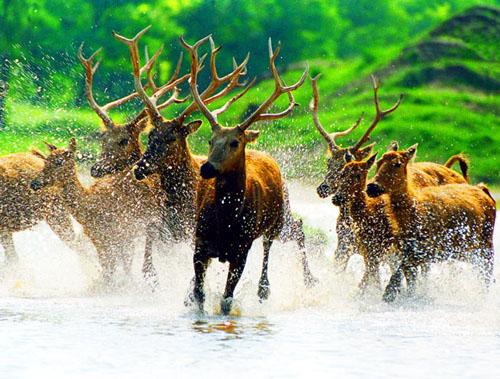 麋鹿保护区,麋鹿保护区旅游攻略-去哪儿网Qun