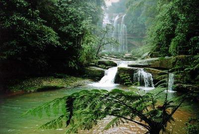 金花桫椤谷_旅游攻略_门票_地址_游记点评,自贡旅游